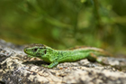 Natur pur hautnah erleben