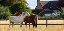Urlaub & reiten in der Sächsischen Schweiz