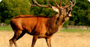 Wanderungen und Tierbeobachtungen an der Seenplatte