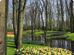 Busreisen zum Keukenhof, zur Tulpenblüte